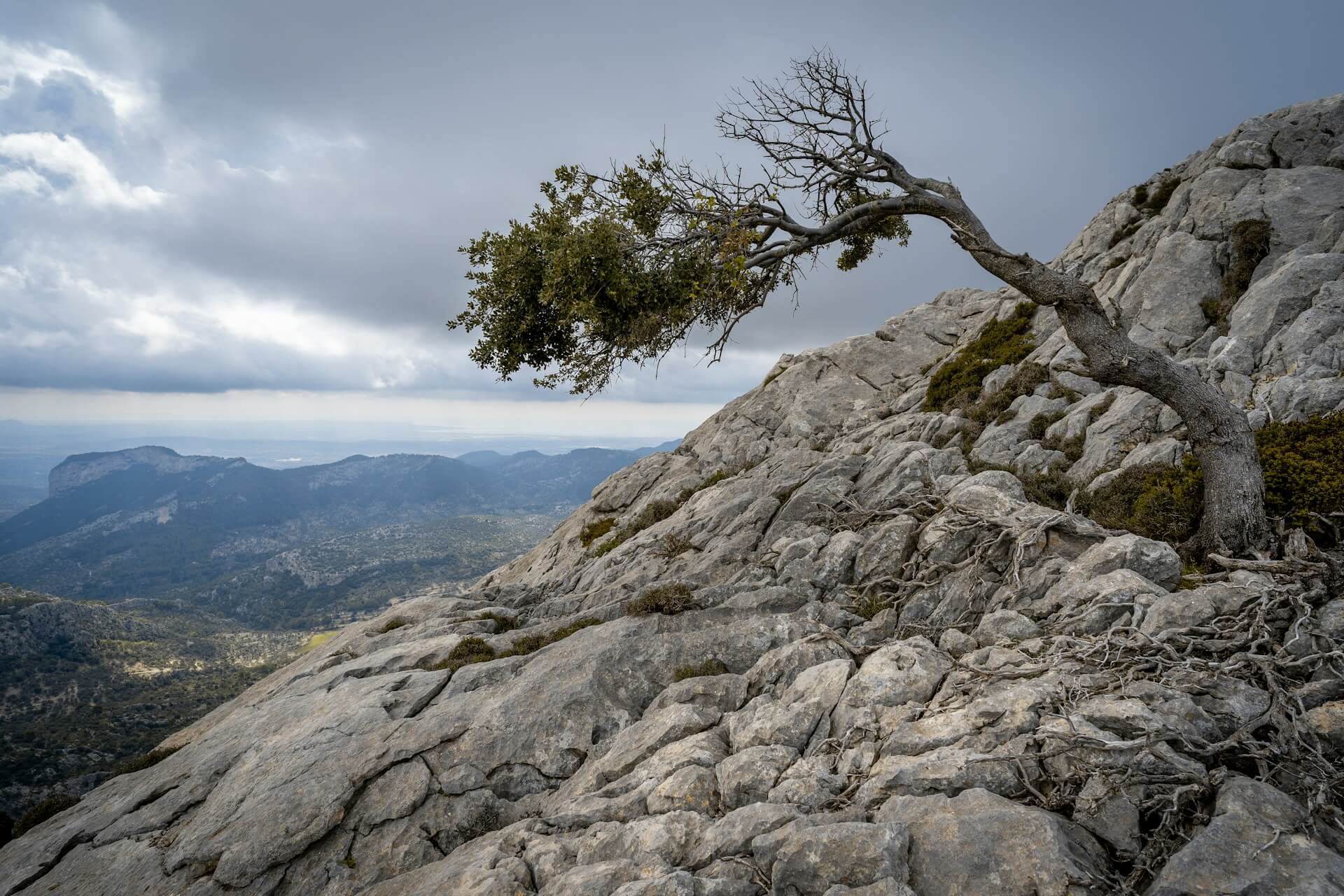 Arbre solitaire enraciné dans la roche au sommet d’une montagne, métaphore de la résilience et des recherches de l’AFRECA sur l’attachement et l’adaptation.